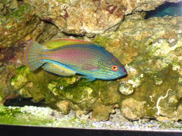 Lineatus Fairy Wrasse