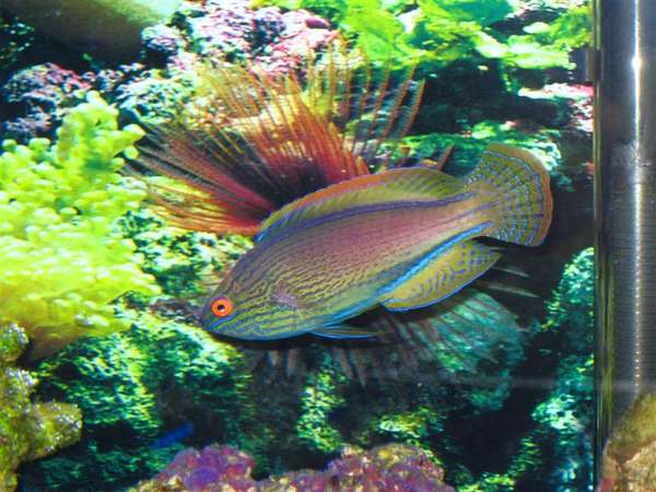 Lineatus Fairy Wrasse