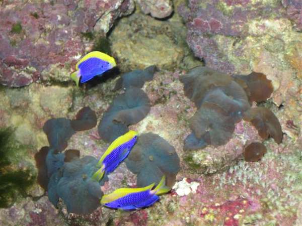 Wrasses_Nov_-10_07_012_Small_