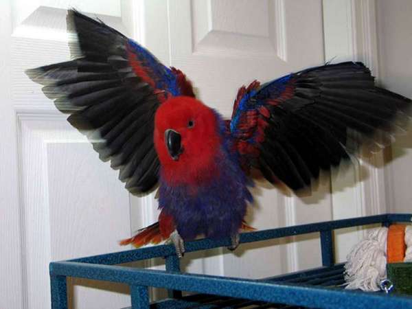 birds