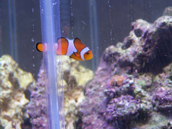 clown
