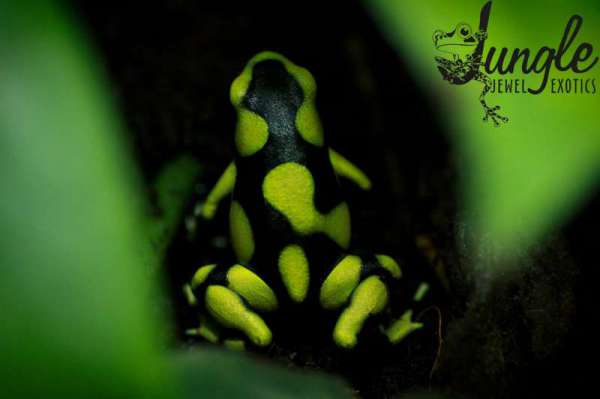 Dendrobates auratus columbian yellow