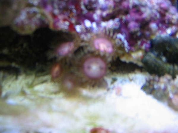 corals_001