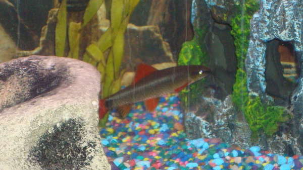 fish_0201