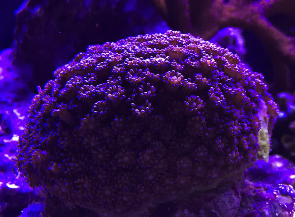 Fluval Edge Reef Tank