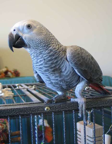 birds