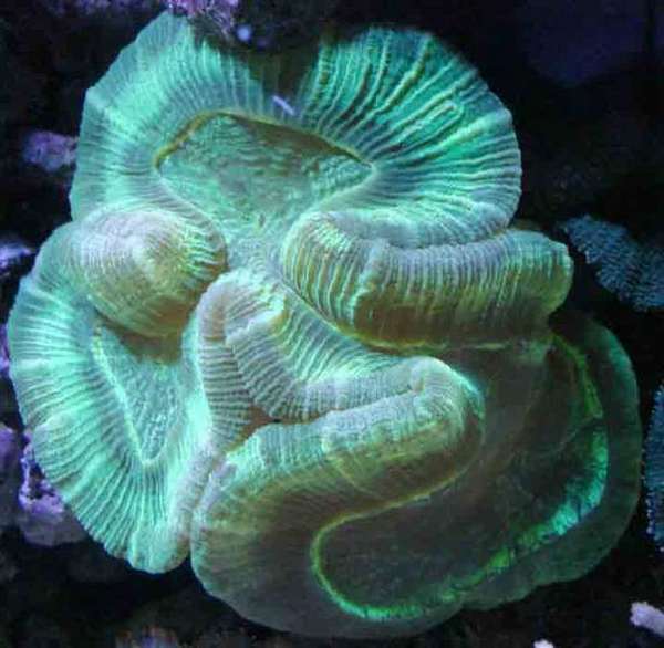 green_brain_2_1