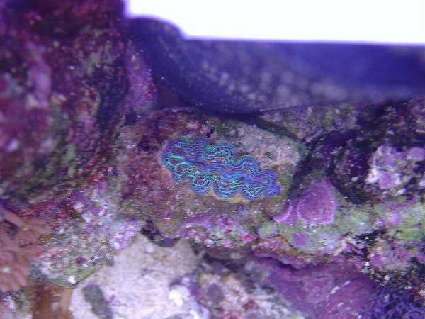 Green Baby Crocea
