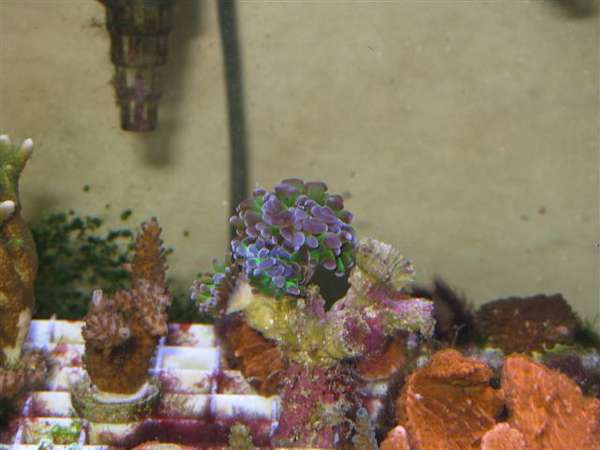 hammer_coral1