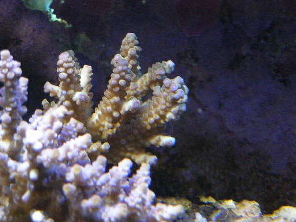 hiddenreef_009