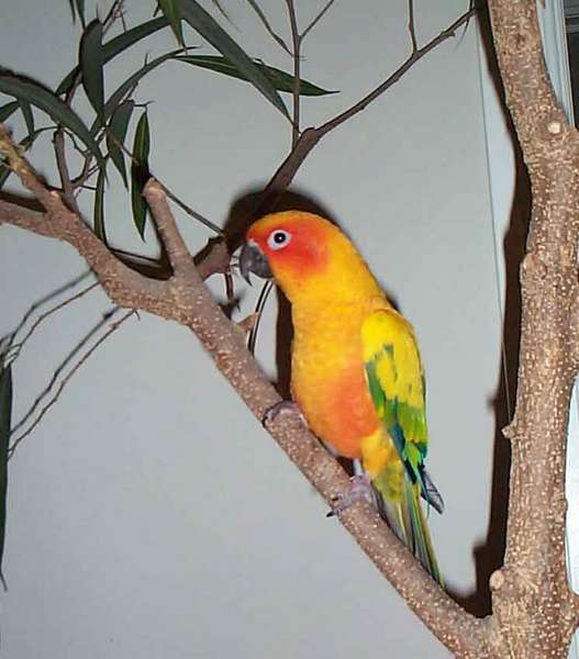 birds