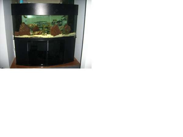 Tank Shot