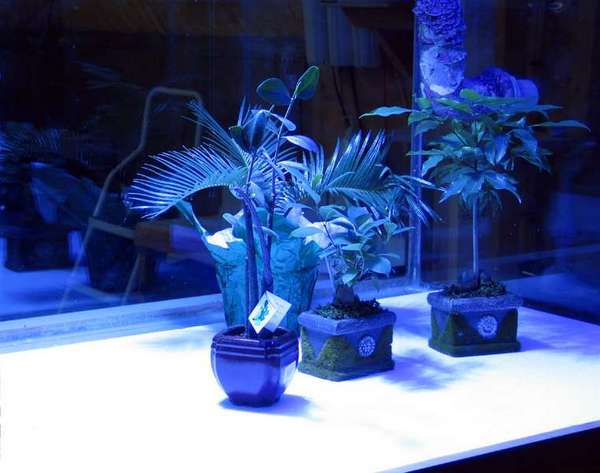 new-reef
