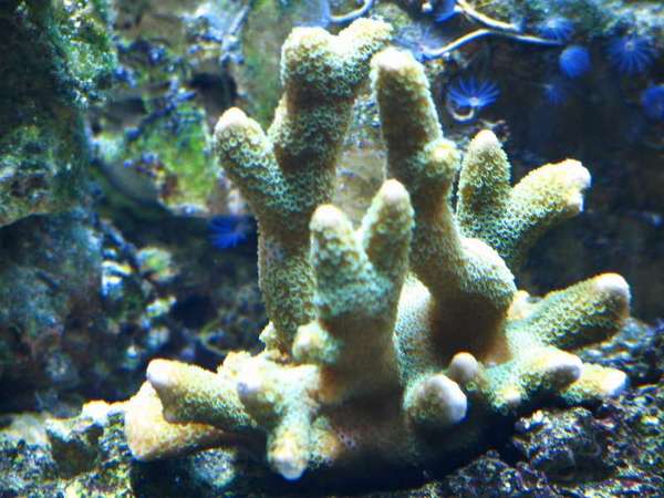 new_coral_in_tank_006