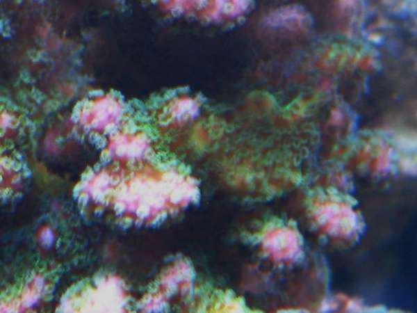 new_coral_in_tank_007