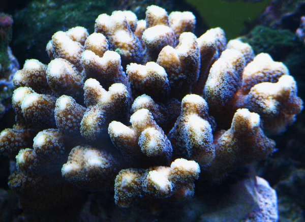 new_coral_in_tank_010