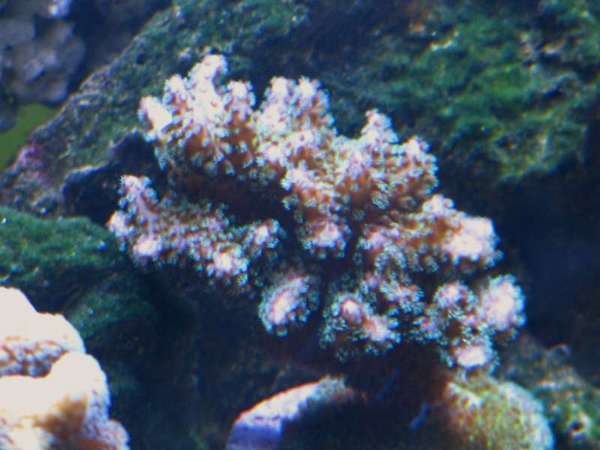 new_coral_in_tank_011