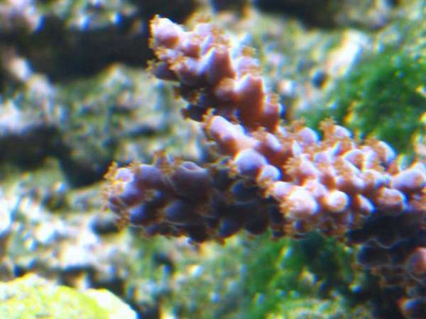 new_coral_in_tank_015