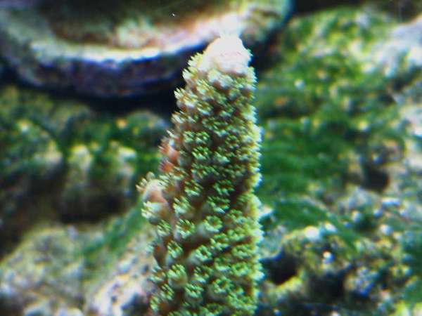 new_coral_in_tank_018