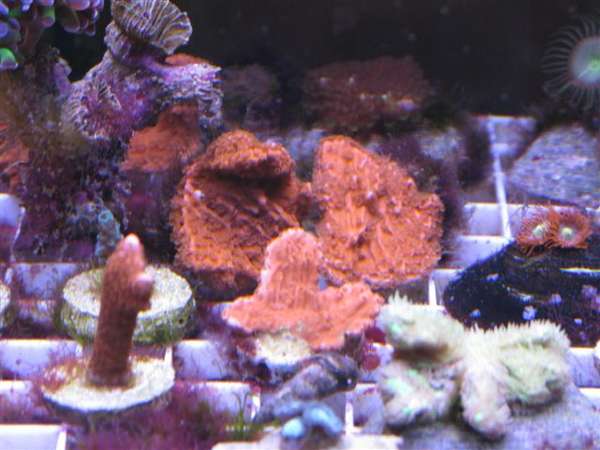orange_monti_cap
