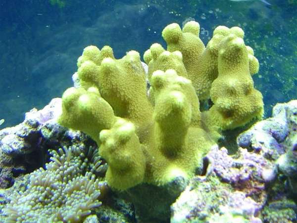 porites_coral_yellow