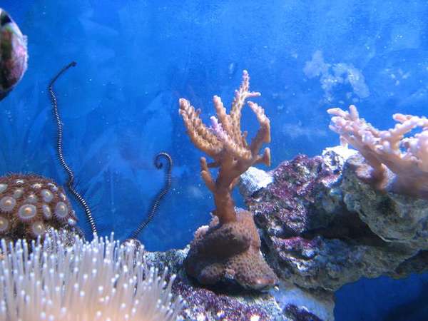 frags for sale