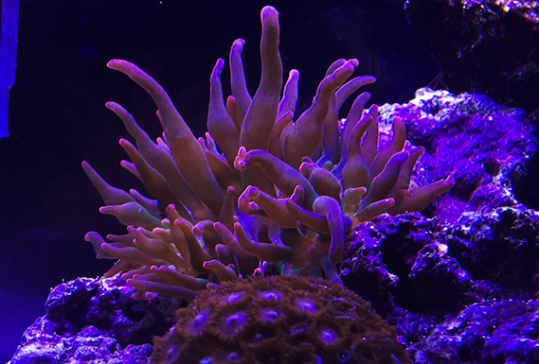 Fluval Edge Reef Tank