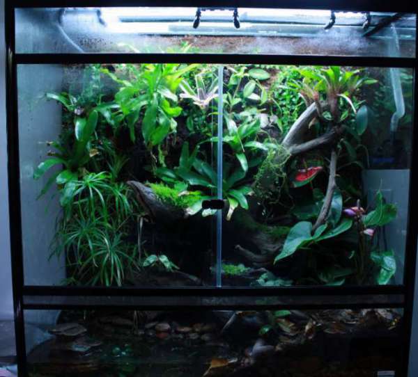 large viv