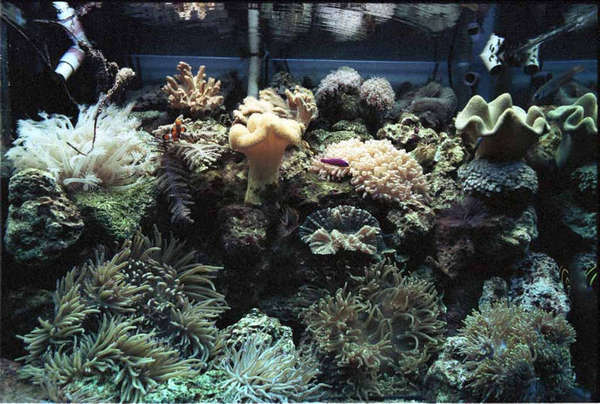 reef1993