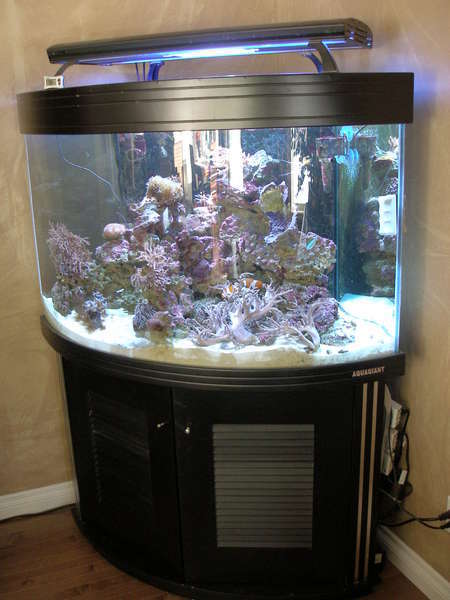 robs_aquarium012