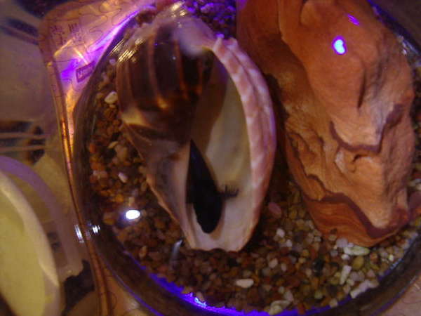snail?