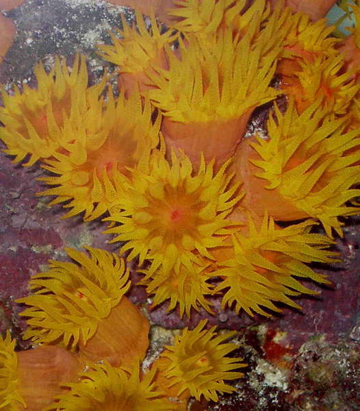 Sun Corals