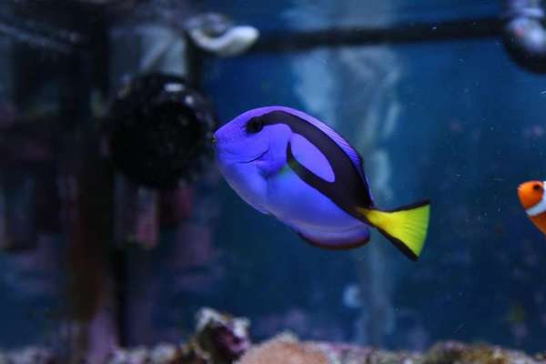 tang
