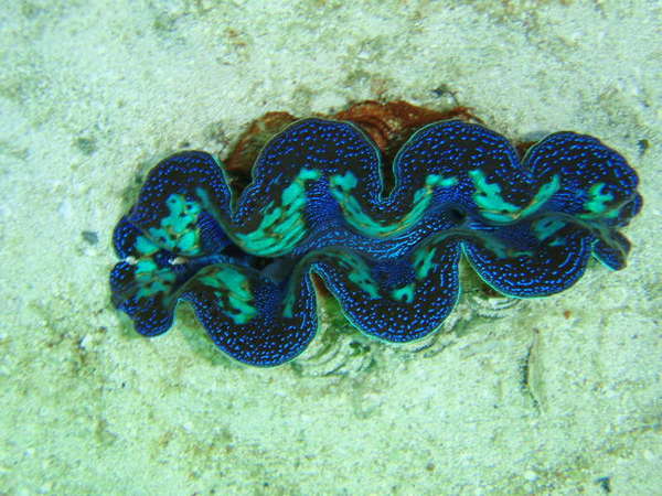 ultra_clam