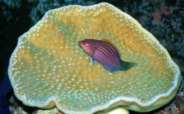 This is Who Poop Wrasse :)