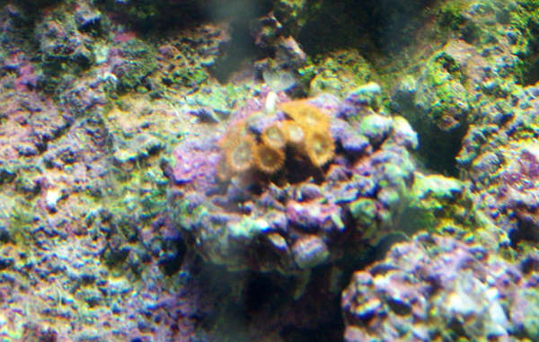 zoos2