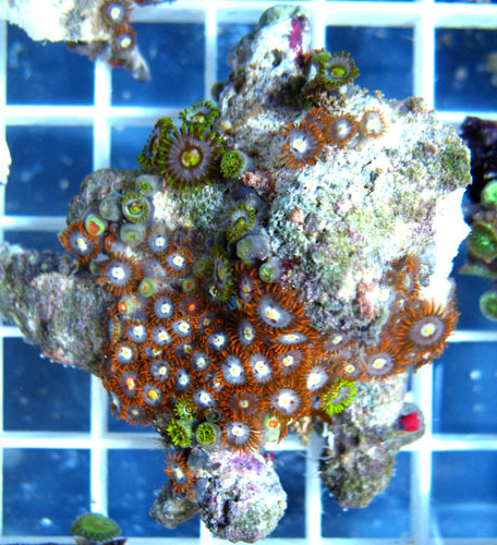 orange-green