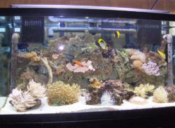 reef_small_pics_002A