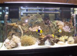 reef_small_pics_003A