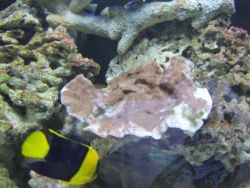 saltwater_tank_30Aug07_006A