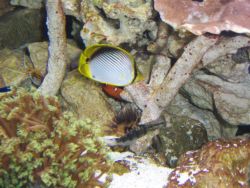 saltwater_tank_30Aug07_009A