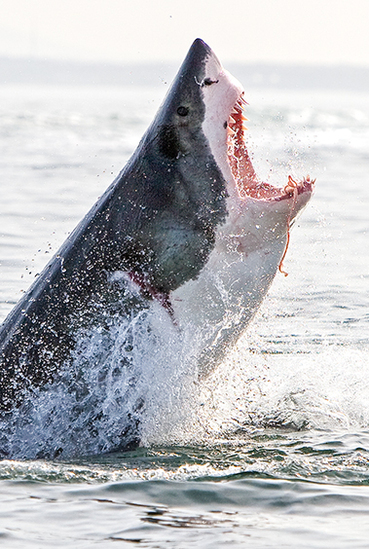 shark-portrait-left-2