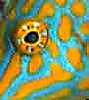 1025avatar-filefish-eye-web.jpg 1025avatar-filefish-eye-web.jpg