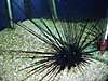 1026blackurchin1.JPG