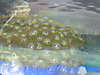 1051greenNsilverzoa.JPG