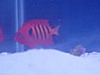 1098fish-005.gif