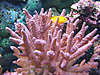 1107goby-birdsnest.jpg