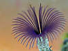112featherduster.JPG