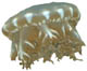 1179jelly_fish.jpg 1179jelly_fish.jpg