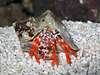 1187hermcrab2.jpg